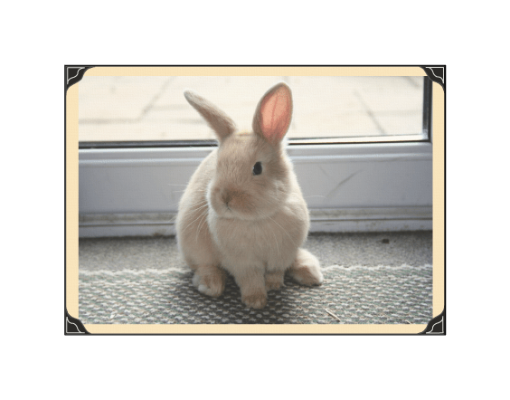 "Bunny--Better Quality" by Vic-the-Raccon