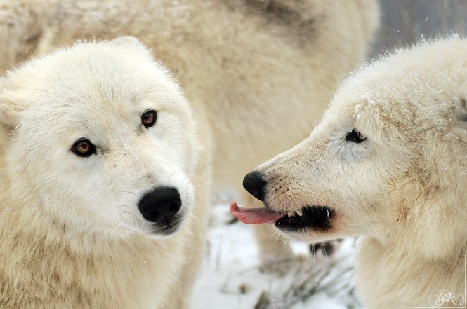 she_doesn_t_like_me__does_she__by_wind_princess-d5wi6dy